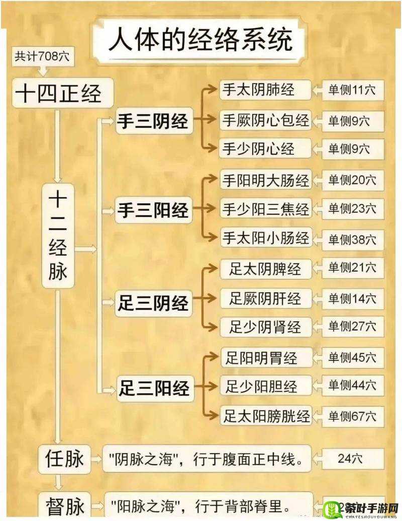 全面解析人体经脉种类及其高效修炼方法与实用攻略